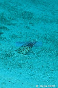 Ariosoma fasciatum Poeciloconger fasciatus Congre de sable-Liwutonkidi Island 2-23m-20180604-Denis-ADER-DSC_3974_tn